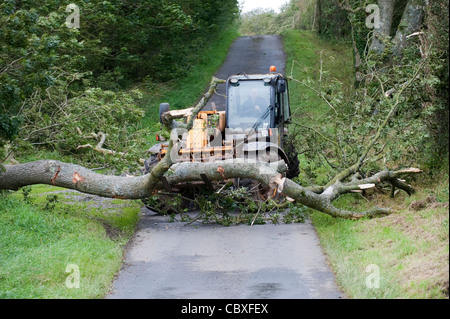 ausgewachsenen Baum gefallen auf Straßenseite im Sturm von Landwirt mit einem Lader verschoben wird. Stockfoto