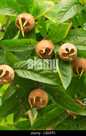 Gemeinsamen Mispel CV Précoce, Blätter und Früchte Stockfoto