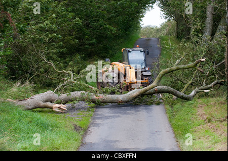 ausgewachsenen Baum gefallen auf Straßenseite im Sturm von Landwirt mit einem Lader verschoben wird. Stockfoto