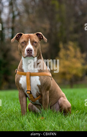 Amerikanischer Staffordshire-Terrier tragen Hundegeschirr im Garten Stockfoto