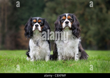 Cavalier King Charles Spaniel-paar im Garten Stockfoto