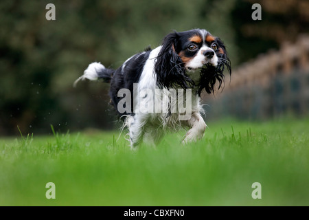 Cavalier King Charles Spaniel im Garten laufen Stockfoto
