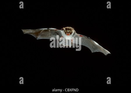 Natterer Fledermaus (Myotis Nattereri) im Flug in der Nacht Stockfoto