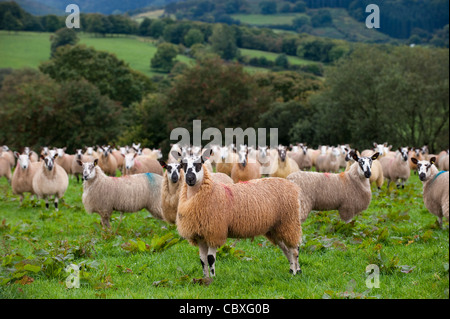 Herde von walisischen Maultiere in der Nähe von Rhayder, Wales. Stockfoto