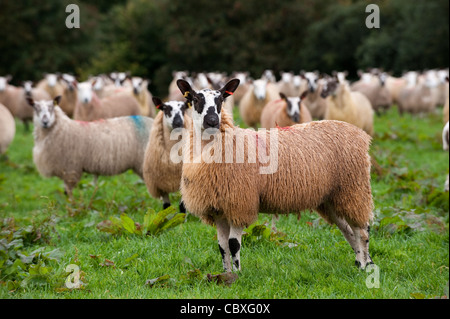 Herde von walisischen Maultiere in der Nähe von Rhayder, Wales. Stockfoto