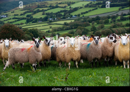 Herde von walisischen Maultiere in der Nähe von Rhayder, Wales. Stockfoto