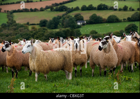 Herde von walisischen Maultiere in der Nähe von Rhayder, Wales. Stockfoto