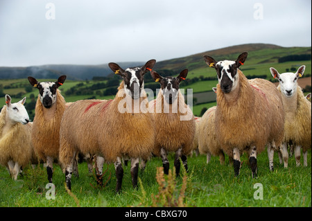 Herde von walisischen Maultiere in der Nähe von Rhayder, Wales. Stockfoto