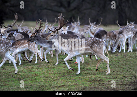 Herde Damhirsche in Shropshire, England Uk Stockfoto