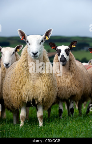 Herde von walisischen Maultiere in der Nähe von Rhayder, Wales. Stockfoto