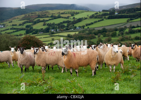 Herde von walisischen Maultiere in der Nähe von Rhayder, Wales. Stockfoto