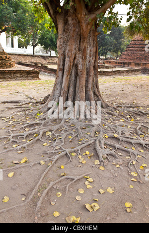 Bodhi Baumwurzeln, Provinz Ayutthaya in Thailand Stockfoto