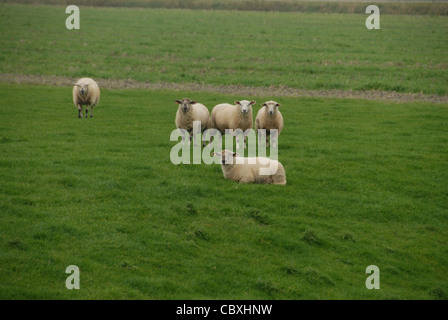 Neugierige Schafe der Schäferei Baumbach auf einer Wiese auf der nordfriesischen Insel Nordstrand in Schleswig-Holstein, Deutschland Stockfoto