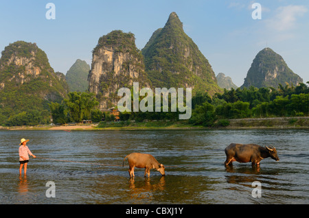 Chinesische Frau herding inländischen asiatischen Wasser Bufflao Karst Gipfeln in dem Li-Fluss Yangshuo China Stockfoto