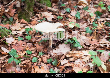 Beige flache Fliegenpilz mit prominenten Kiemen auf einem Teppich von gefallenen Eiche Blätter im Herbst mit Efeu Stockfoto