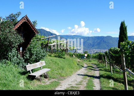 Weinberg in Girlan an der Südtiroler Wein Straße in Bozen. Stockfoto