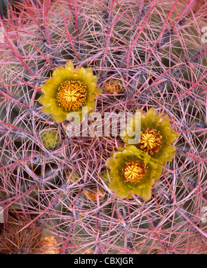 Barrel Cactus (Ferocactus Cylindraceus) in Blüte, Glorieta Canyon, Anza-Borrego Desert State Park, Kalifornien, USA Stockfoto