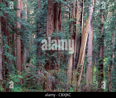 Redwood (Sequoia Sempervirens) Wald im Frühjahr, Prairie Creek Redwood State Park, Nord-Kalifornien, USA Stockfoto