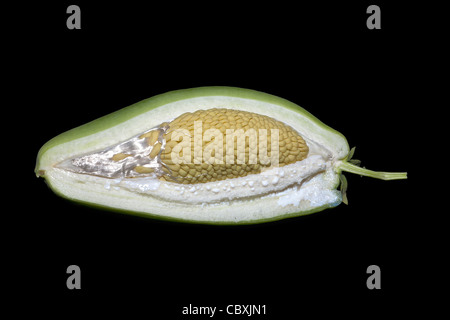 Der Querschnitt einer Blase Blume Frucht im Studio auf einem schwarzen Hintergrund fotografiert. Araujia Sericifera. Stockfoto