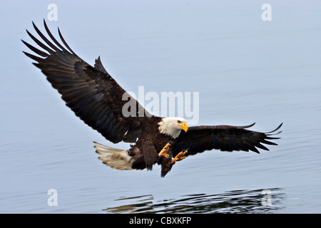 Weißkopf-Seeadler kurz vor Cathcing ein Fisch mit breiten Flügel ausbreiten. Haliaeetus leucocephalus Stockfoto