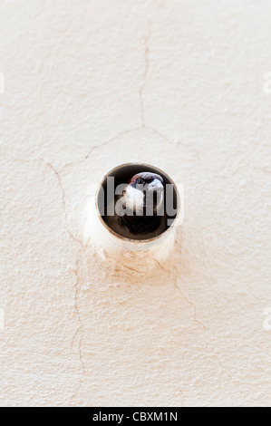 Passer domesticus. Männliche Haussperling in einem alten outlet Abflussrohr auf der Seite eines Gebäudes. Indien Stockfoto
