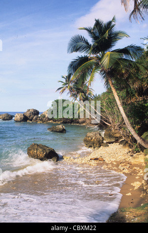 Bathsheba Beach, Barbados Stockfoto