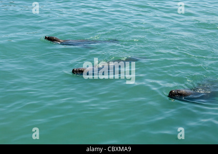 Chile. Seelöwen. Stockfoto