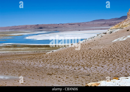 Chile. Atacama-Wüste. Flamingos Nationalreservat. Die Tara salar. Stockfoto