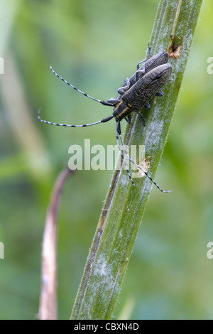 Käfer (Agapanthia Villosoviridescens) Zucht an einem Stiel Stockfoto