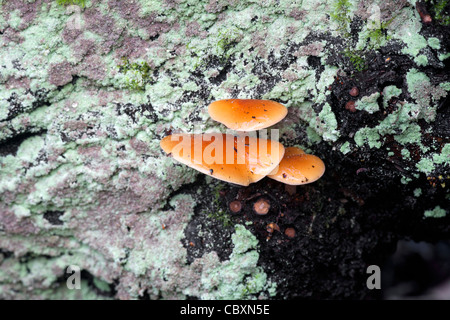 Samt Schaft Flammulina Velutipes Pilze Fruchtkörper auf einem Baumstumpf Flechten encrusred Stockfoto