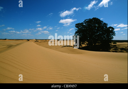 Perry sandhills in der Nähe von Wentworth im Outback von New South Wales, Australien Stockfoto