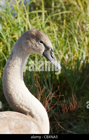 Ein junger Höckerschwan ruht auf dem Rasen-bank Stockfoto