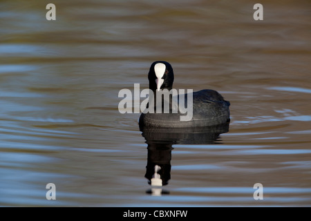 Gemeinsamen Blässhuhn Fulica Atra Erwachsenen schwimmen Stockfoto