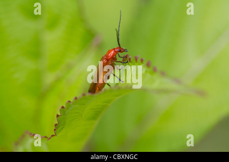 Käfer (Rhagonycha Fulva) Perched auf einem Blatt Stockfoto