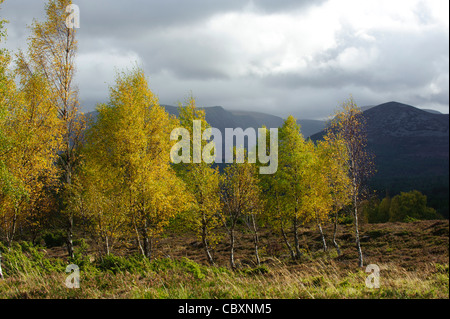 Herbst Birken, Lairig Ghru aus Tullochgrue Stockfoto