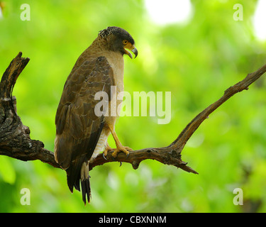 Crested Serpent Adler in Bandhavgarh Stockfoto