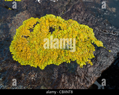 Gemeinsame orange Flechten (Xanthoria parietina) Stockfoto