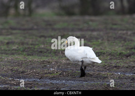 Whooper Schwan Cygnus Cygnus Erwachsenen zu Fuß in einem Kartoffelfeld Stockfoto