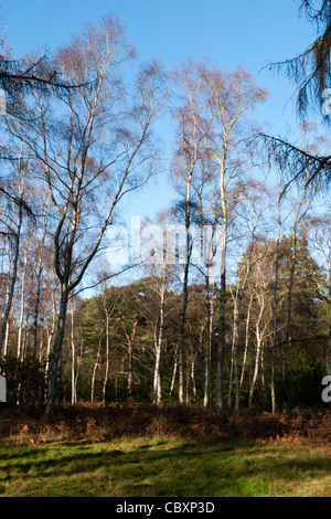 Silber-Birken (Betula Pendel), winter Stockfoto