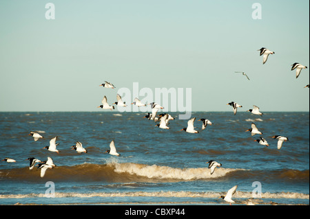 Austernfischer (Haematopus Ostralegus), im Flug Stockfoto