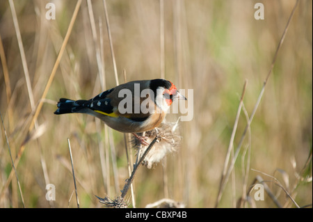 Stieglitz (Zuchtjahr Zuchtjahr,) Fütterung auf Distel Stockfoto