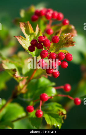 Früchte des Guelder Rose (Viburnum Opulus) bedeckt mit Morgentau Stockfoto