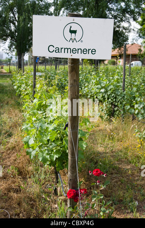 Chile. Torres Weingüter in Curicó. Maule Bezirk. Stockfoto