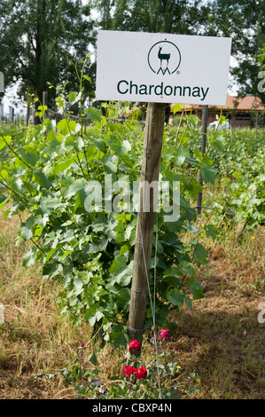 Chile. Torres Weingüter in Curicó. Maule Bezirk. Stockfoto