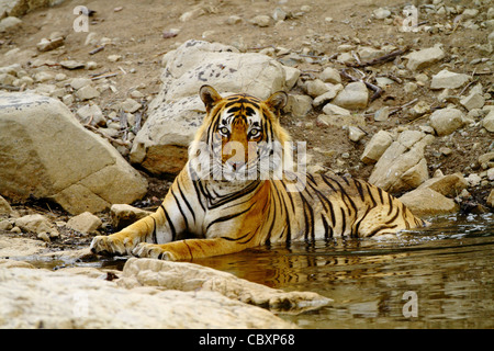 Royal Bengal Tiger im Wasser in Ranthambhore Stockfoto