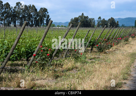 Chile. Torres Weingüter in Curicó. Maule Bezirk. Stockfoto