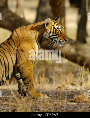 Royal Bengal Tiger in freier Wildbahn im Ranthambhore National Park Stockfoto