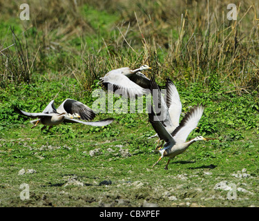 Bar unter der Leitung Gänse im Flug im Kaziranga Nationalpark Stockfoto