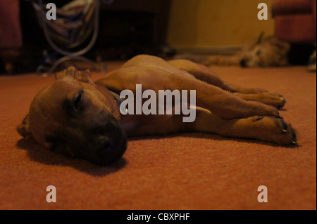 SONY DSC, Jack Russell cross Welpe schlafend mit wheaten Terrier Welpe schlafend im Hintergrund. Stockfoto