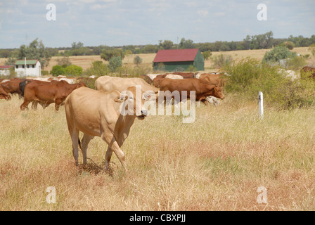Weidevieh aufgerundet durch die stockman auf dem Motorrad in Ilfracombe im Outback von Queensland, Australien Stockfoto